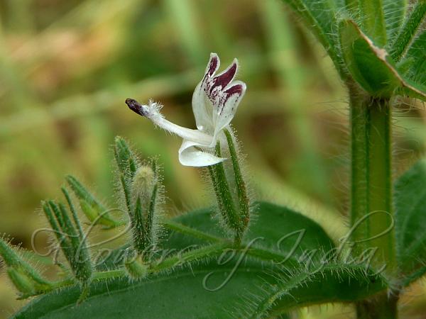 Bugloss Chiretta